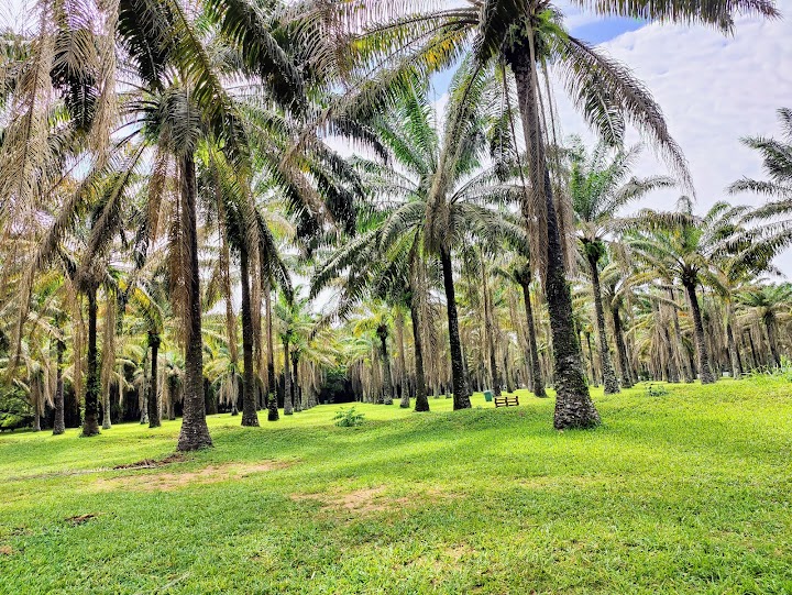 Jardin Botanique de Bingerville