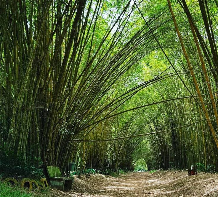 Jardin Botanique de Bingerville
