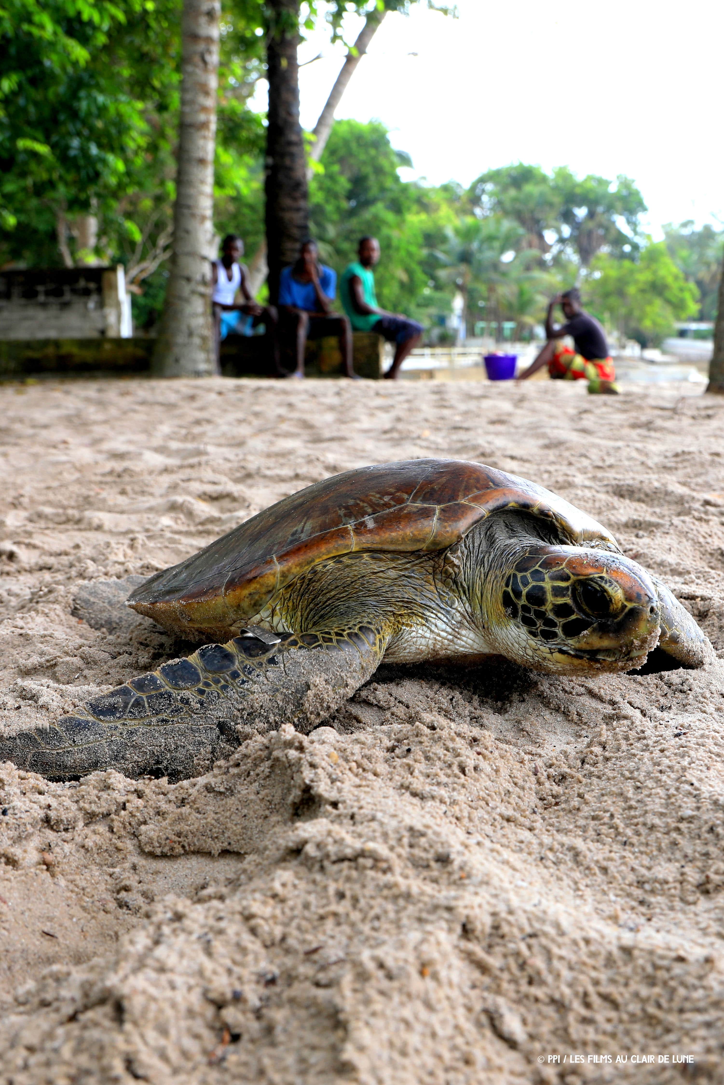 Centre de Protection des Tortues Marines