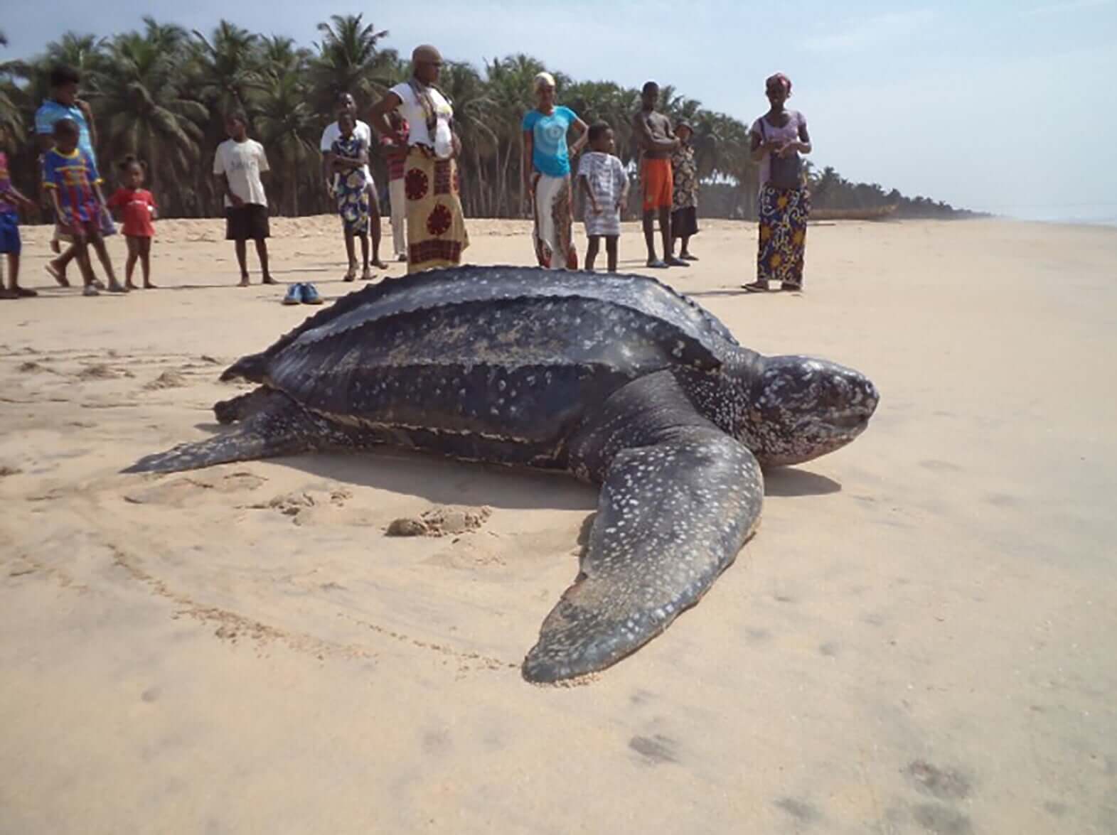 Centre de Protection des Tortues Marines