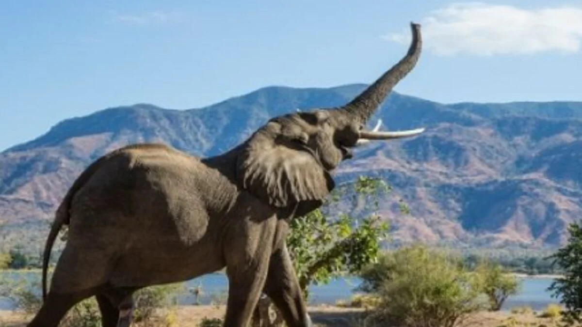 Parc National de Taï